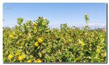 Thumbnail von Noble maison à Sicile avec un vaste terrain, deux terrains à bâtir et une vue magnifique sur la mer