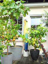 Thumbnail von Ein besonderes Altstadthaus, zum Arbeiten und Leben, auch sehr gut für die große Familie geeignet !