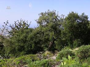 Thumbnail von Agrarland auf Teneriffa