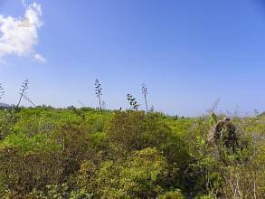 Thumbnail von Agrarland auf Teneriffa