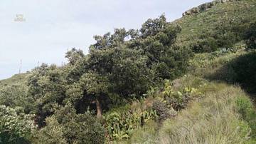 Thumbnail von Agrarland auf Teneriffa