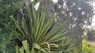 Thumbnail von Agrarland auf Teneriffa