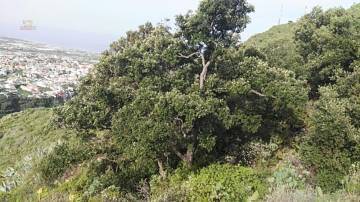 Thumbnail von Agrarland auf Teneriffa