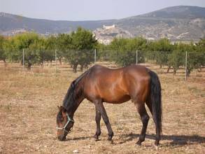 Thumbnail von ***Exklusive Landhaus-Villa mit Pferdestall***