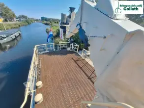 Thumbnail von Custom 59`