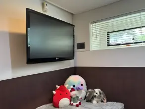 Thumbnail von Sealine F42