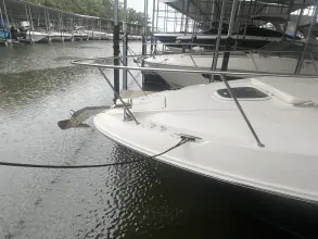 Thumbnail von Sea Ray 370 Sundancer