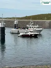 Thumbnail von Sygnus Catfish The Black Pearl