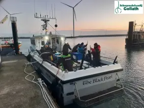 Thumbnail von Sygnus Catfish The Black Pearl