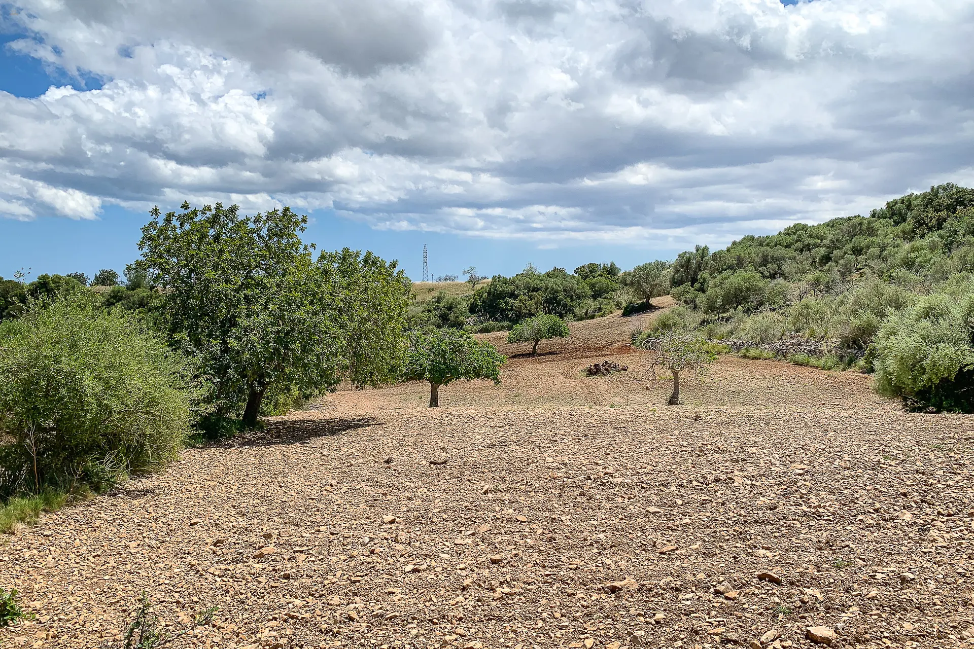 Gepflegtes Feld